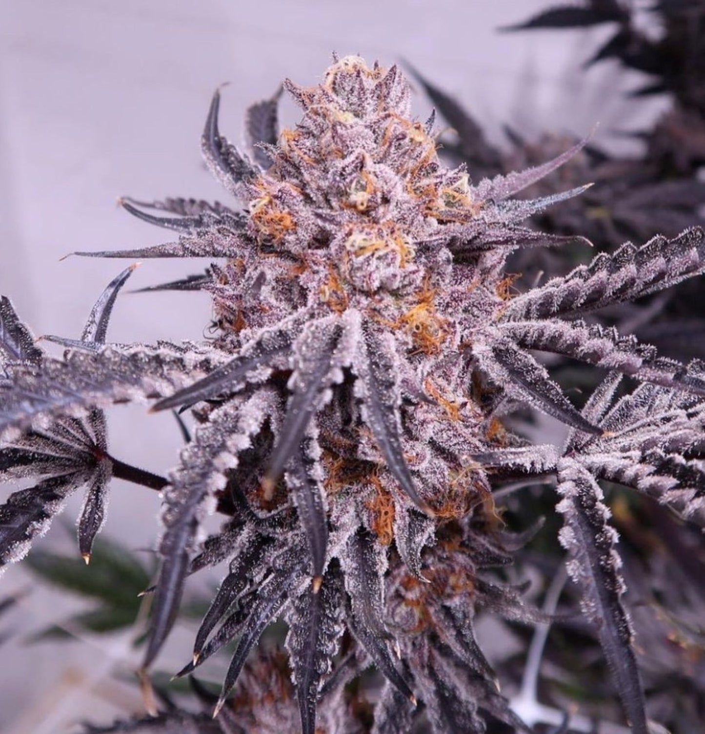 Relentless Genetics Cherry Cookie bx2 Regular Sex