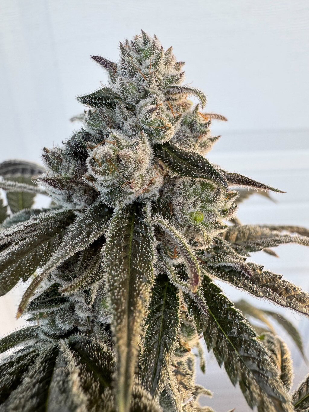 Detroit Seed Co. Trich'D Out Truffles Feminized 6 pk + Freebies