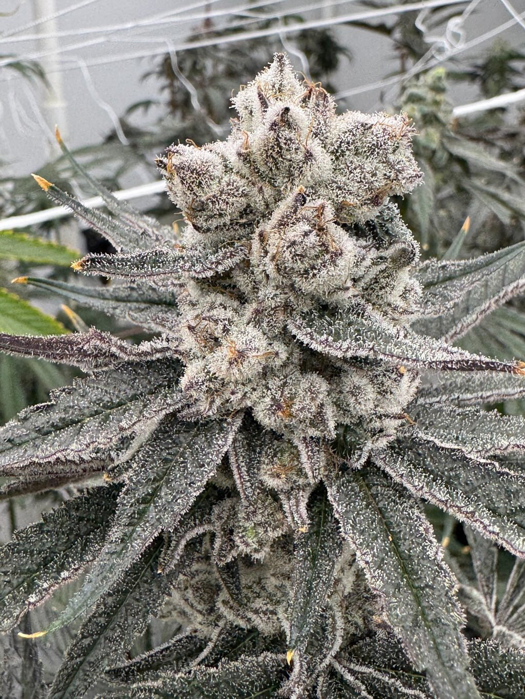 Detroit Seed Bank Trichael Myers Feminized 6pk +freebies
