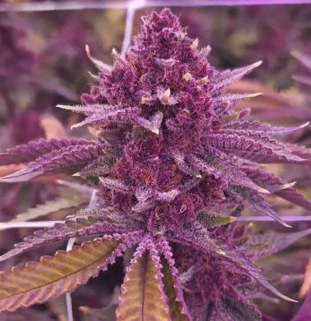 Relentless Genetics Trop Cherry bx1 regular sex seeds