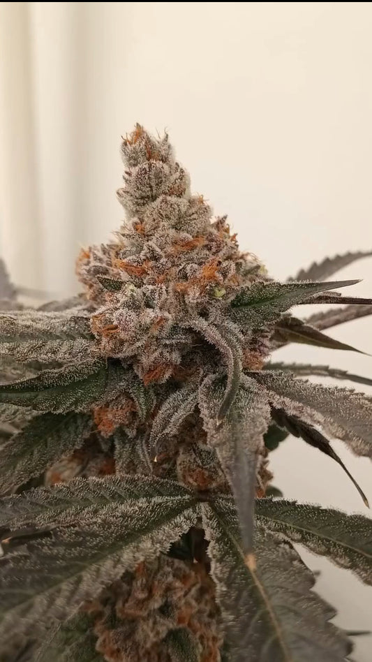 Detroit Seed Co. Gelato Put-In-Pop Feminized 6pk with Freebies