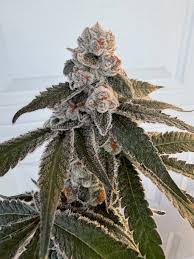 Detroit Seed Bank Crazy For Candy Feminized 6pk +Freebies