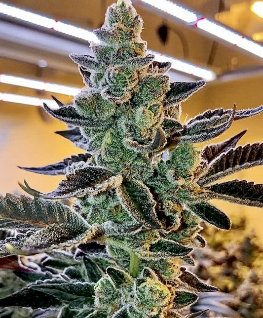 Relentless Genetics Banana Fire Breath Regular Sex Seeds