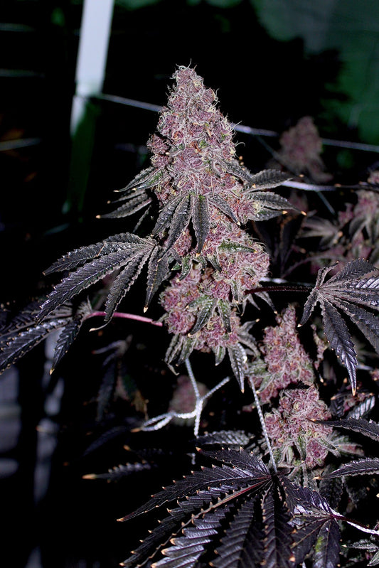 Relentless Genetics Boujee Bitch Feminized Sex Seeds