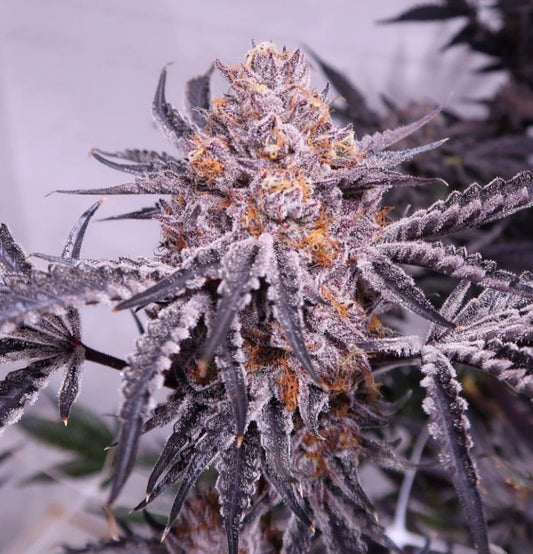 Relentless Genetics Cherry Cookie bx2 Regular Sex