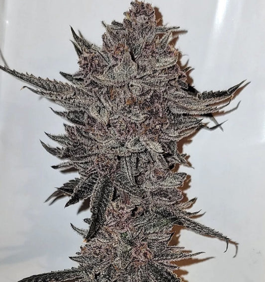 Relentless Genetics Divine Queen Regular Sex Seeds