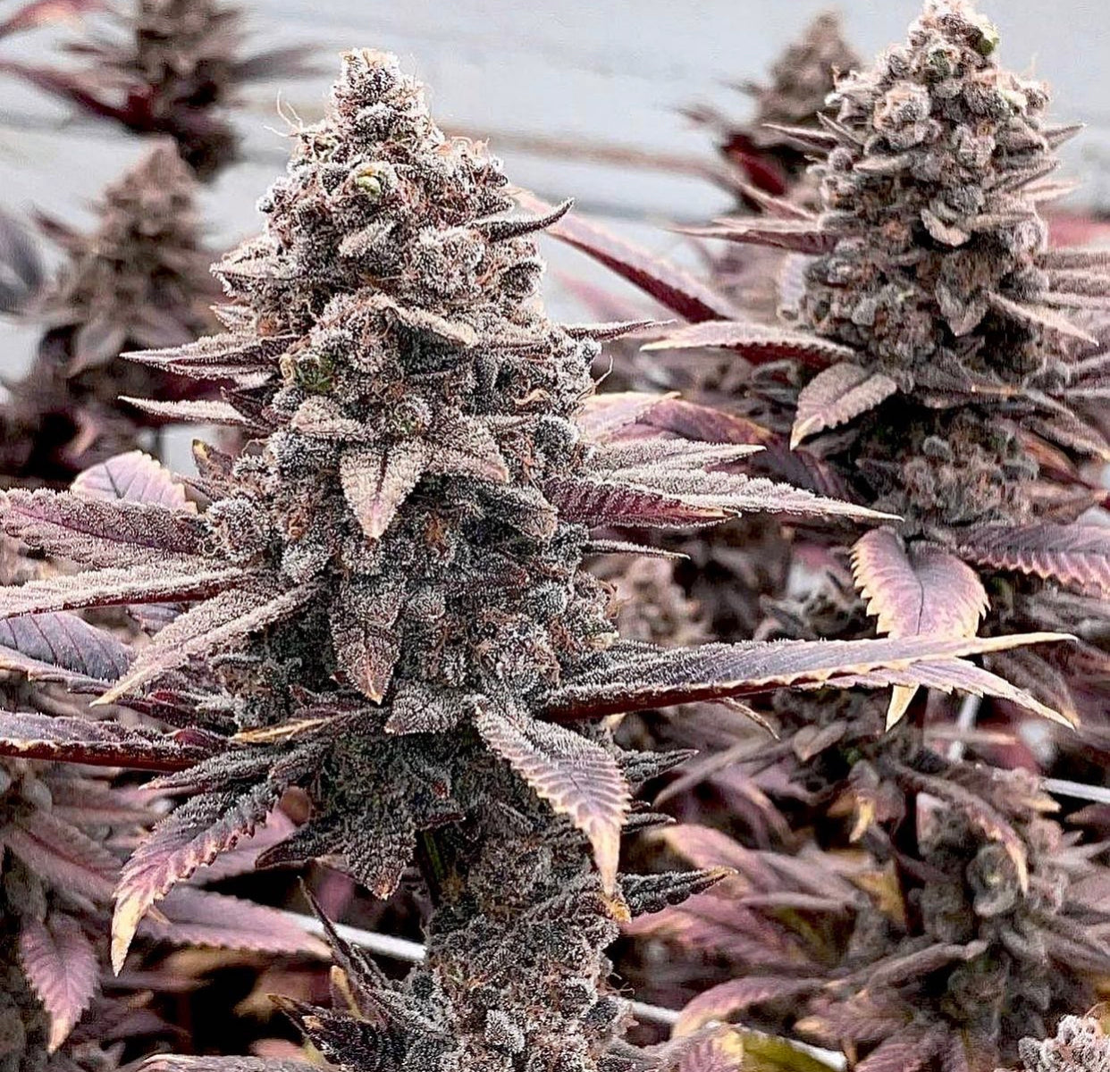 Relentless Genetics Rozay F4 Regular Sex Seeds