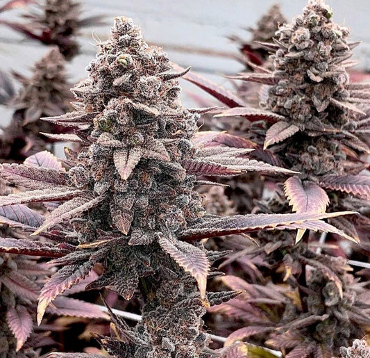 Relentless Genetics Rozay F4 Regular Sex Seeds