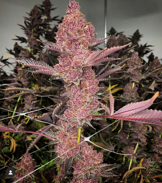 Relentless Genetics Trop Cherry S1 Feminized Sex Seeds