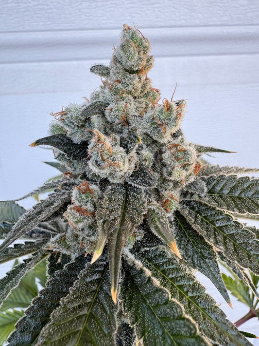 Detroit Seed Company Hood Legend OG Feminized 6pk + Freebies