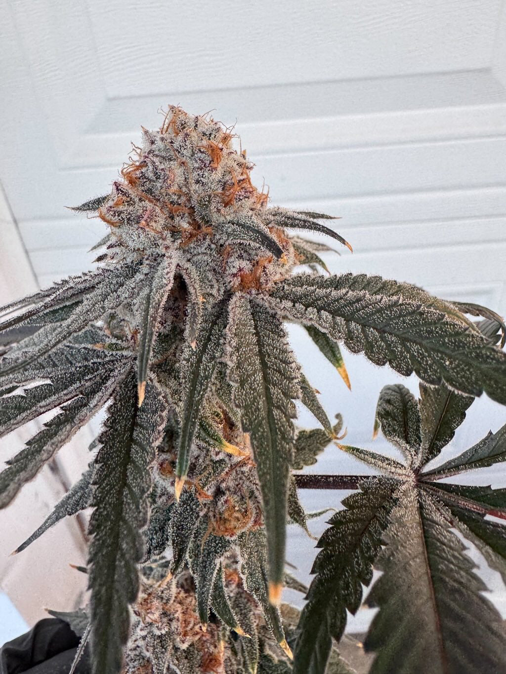 Detroit Seed Bank Strawberry Truffle S1 Feminized 6pk + freebies