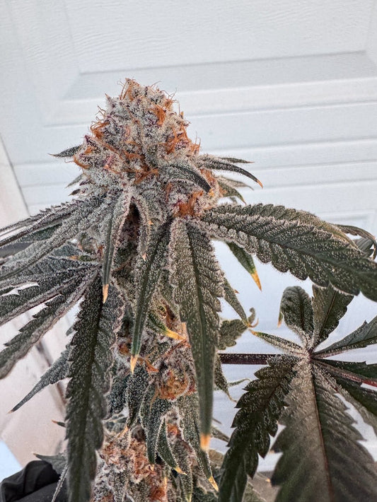 Detroit Seed Bank Strawberry Truffle S1 Feminized 6pk + freebies