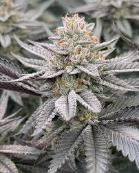 Detroit Seed Co. Strawberry Zoap Feminized 6pk + Freebies