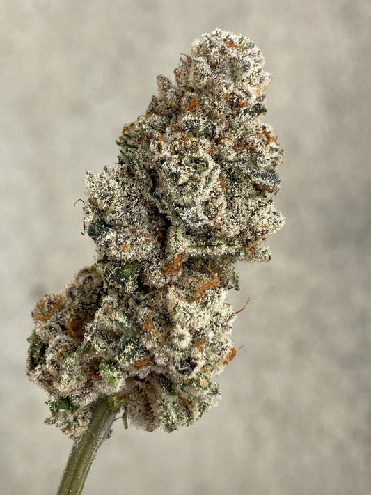 Detroit Seed Co. DSC Bomb Pop Feminized 6pk + Freebies