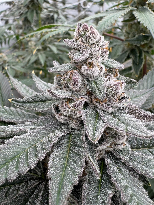 Detroit Seed Co. Sherbie Truffle 6pk Feminized Seeds + Freebies