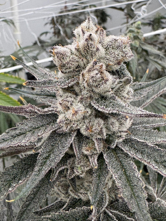Detroit Seed Bank Trichael Myers Feminized 6pk +freebies
