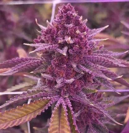 Relentless Genetics Trop Cherry bx1 regular sex seeds